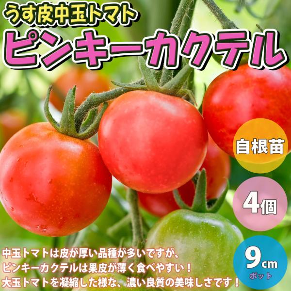 ミニトマト苗 ピンキーカクテル 野菜苗 自根苗 9cmポット 4個セット 送料無料 Nae 野菜苗 植物 青果物販売のitanse 通販 Yahoo ショッピング