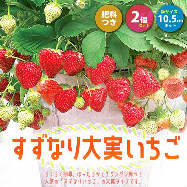 ★人気の「すずなりいちご」に大実タイプ新登場!!四季成り性で収穫期間が長く高糖度で、家庭菜園でもしっかりとれる！甘くて香り抜群で育てやすくて沢山成る大実いちごです！「甘味」「酸味」「風味」が揃って果実の形がよく、中は赤く、甘味と酸味のバラン...