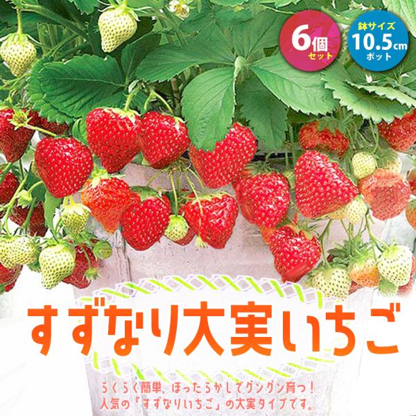 ★人気の「すずなりいちご」に大実タイプ新登場!!四季成り性で収穫期間が長く高糖度で、家庭菜園でもしっかりとれる！甘くて香り抜群で育てやすくて沢山成る大実いちごです！「甘味」「酸味」「風味」が揃って果実の形がよく、中は赤く、甘味と酸味のバラン...