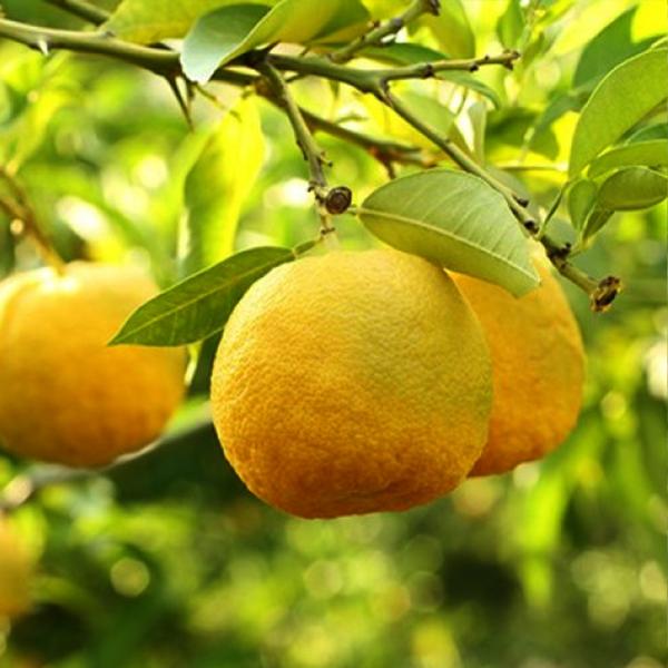 柚子苗 本ゆず 3年生 接木苗 21cmポット 苗木 1個 柑橘類 ゆず ユズ 送料無料 :nae00699:野菜苗・植物・青果物販売の ...