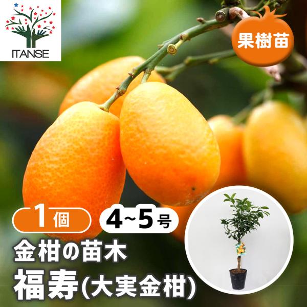 ITANSE 金柑苗 福寿 接木苗 4〜5号 苗木 1個売り 柑橘類 送料無料 イタンセ公式