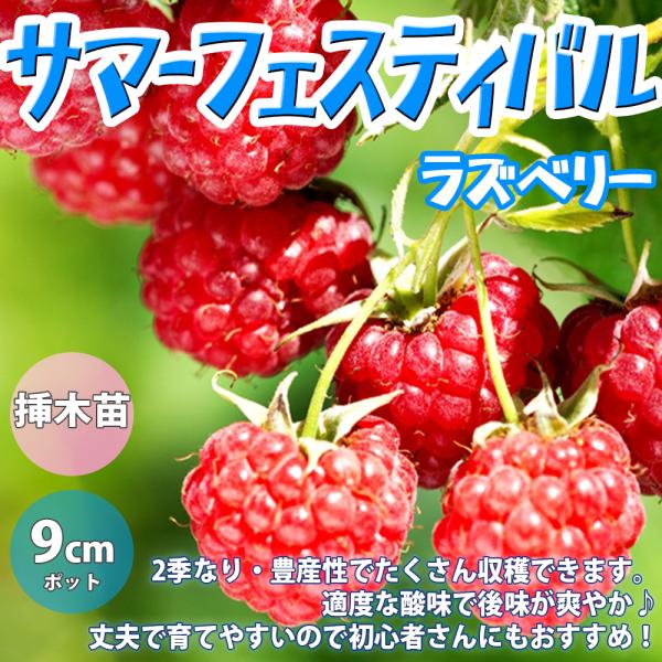 ITANSE ラズベリー サマーフェスティバル 1年生 挿木苗 9cmポット 苗木 1個 送料無料 イタンセ公式