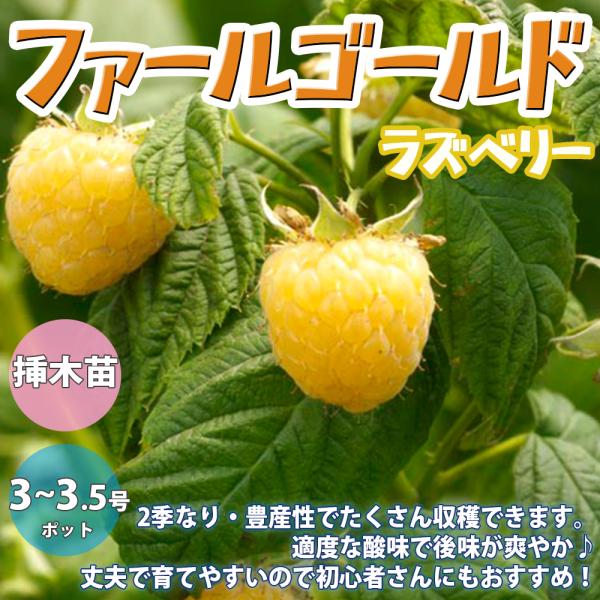 ITANSE ラズベリー ファールゴールド 1年生 挿木苗 9〜10.5cmポット 苗木 1個 送料無料 イタンセ公式