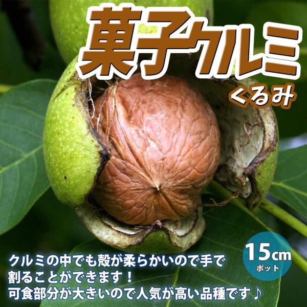 くるみ苗 菓子クルミ 2年生 接木苗 15cmポット 苗木 1個 胡桃 送料無料 Nae 野菜苗 植物 青果物販売のitanse 通販 Yahoo ショッピング