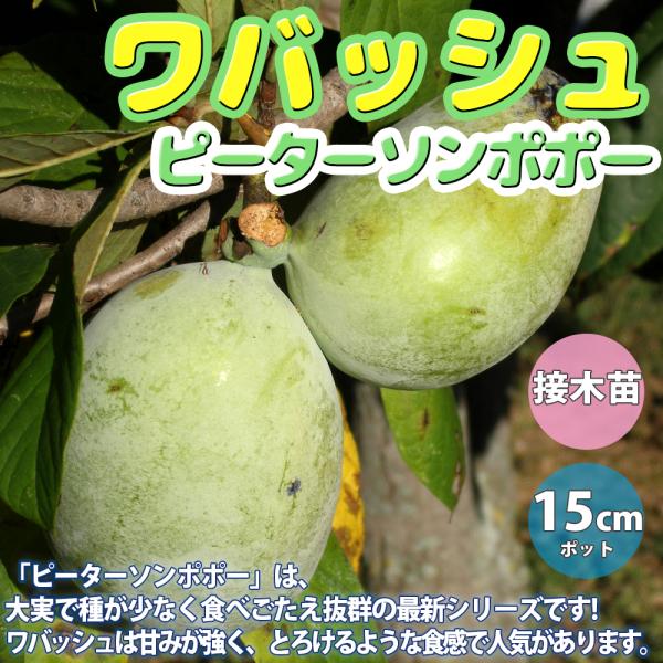ポポーの苗木 ピーターソン ポポー ワバッシュ果樹苗 2年生 接木苗15cmポット 送料無料 Nae 野菜苗 植物 青果物販売のitanse 通販 Yahoo ショッピング