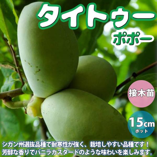 ITANSE ポポーの苗木 ポポー タイトゥー果樹苗 2年生 接木苗15cmポット