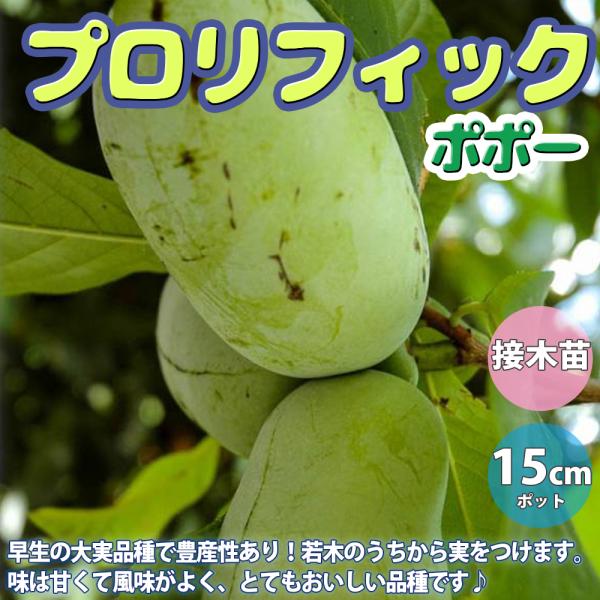 ポポー苗木 プロリフィック 大実系 豊産性ポポー 接木苗 果樹 家庭菜園 ITANSE ポポーの苗木 ポポー プロリフィック果樹苗 2年生 接木苗15cm
