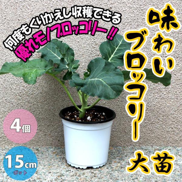 頂花蕾を収穫後、脇芽から出る花蕾を何度も収穫できるすぐれものです。茎のてっぺんに出来る頂花蕾を収穫した後、下から脇芽が出てやや小ぶりの花蕾が寒さの中、次々と収穫できます。花蕾の品質が良く、コクのある味が特徴です。定植後45日〜50日ぐらいか...