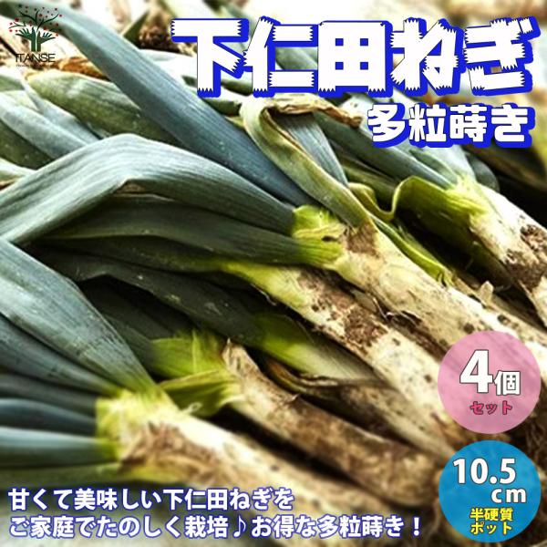 ポット苗なので年中植付け可能! 深めのプランターでも楽しめます。長ネギは葉鞘部を土の中で白く育てるため、主に畑での露地栽培が適しています。しかし土寄せの代わりに新聞紙と支柱を利用すればプランターでも十分育てることができます。新鮮野菜苗自社農...
