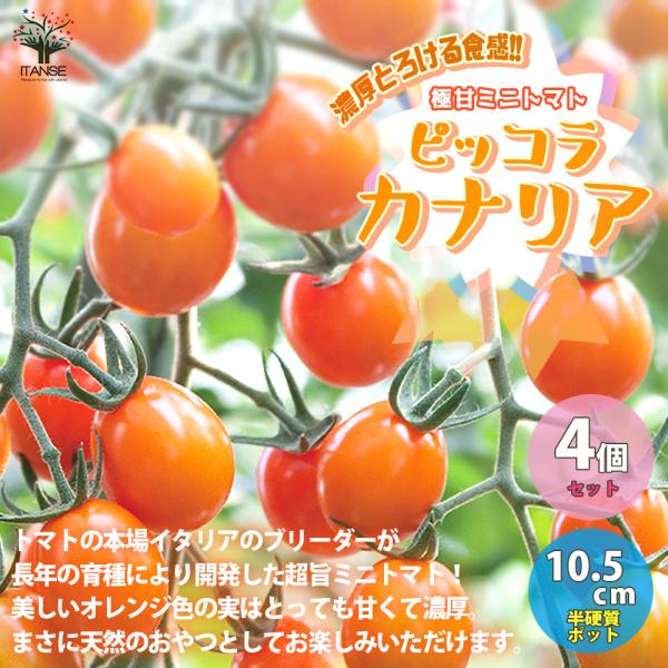 新しいトマトの世界にようこそ。マウロの地中海トマト。トマトの本場イタリアのブリーダーが長年の育種により開発した超旨ミニトマト！からみつく甘み、濃赤色で高糖度！濃厚なコクが凝縮されたプレミアム品種をお楽しみください。畑でも野菜用大型プランター...