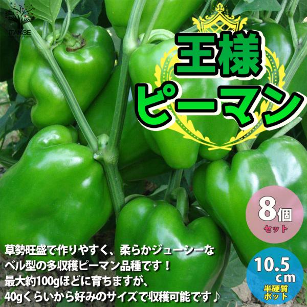 ITANSE ピーマンの苗 王様ピーマン 野菜の苗 自根苗 10.5cmポット 8個