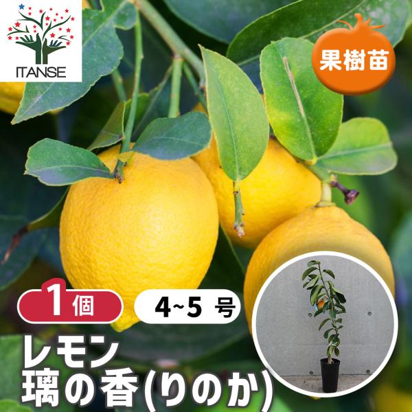 ITANSE レモンの苗木 璃の香(りのか) 果樹の苗木 接木苗 4〜5号ポット