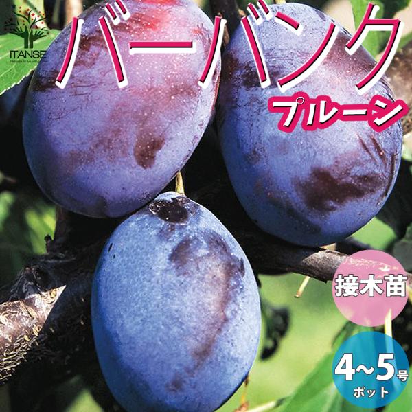 ITANSE プルーンの苗木 バーバンク 果樹の苗木 1年生 接木苗 12〜15cm