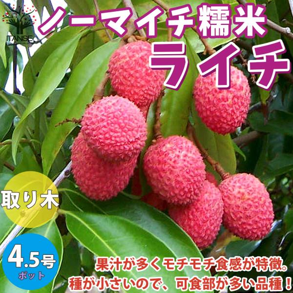 ITANSE ライチの苗木 ノーマイチ糯米(もちごめ) 果樹の苗木 取り木