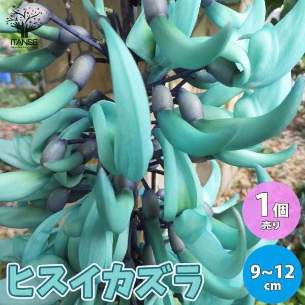 ヒスイカズラ苗　翡翠葛苗　8-2 ITANSE ヒスイカズラの苗 (翡翠葛) 花苗 熱帯植物 インテリアグリーン