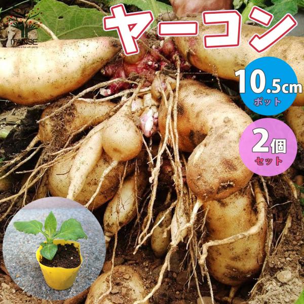 ITANSE ヤーコンの苗 健康野菜の苗 野菜の苗 3.5号ポット お買い得2個セット 人気 家庭菜園 簡単栽培 収穫 送料無料 イタンセ公式