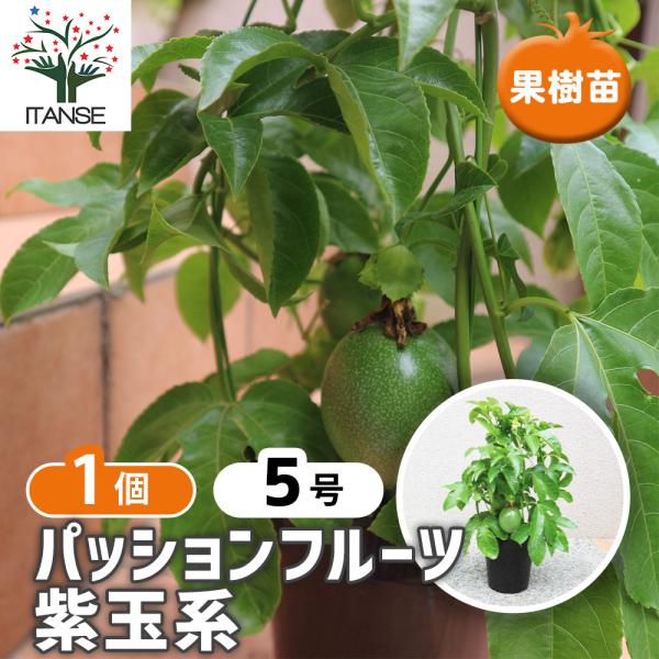 ITANSE 実付きパッションフルーツの苗木 紫玉系 果樹の苗木 5号鉢 1個