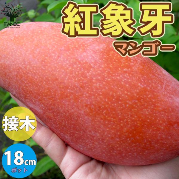 特大　希少　新品種！台湾象牙マンゴー接木苗木　実なった実績あり 激ウマ 四季蜜 マンゴー苗木 接木苗 1本 送料込み 希少｜Yahoo!フリマ