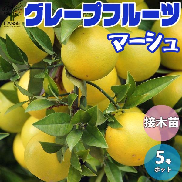 ITANSE グレープフルーツの苗 マーシュ 果樹の苗木 接木苗 15cm