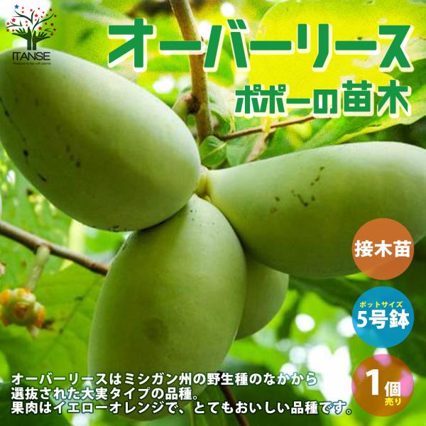 ポポー 接木苗 ディビス 大玉 豊産 耐寒性 itanse_nae01175