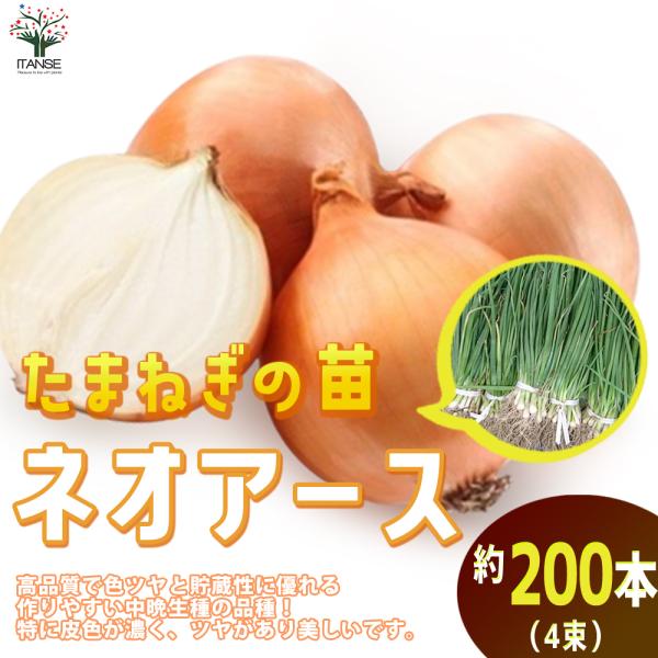 ITANSE 玉ねぎ抜き苗 品種：ネオ・アース(中晩生) 野菜の苗 約200本