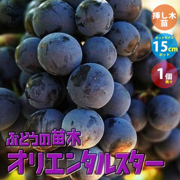 ぶどう＊ページ BEV-108-202 その他 マルカワ グレープ フーセンガム