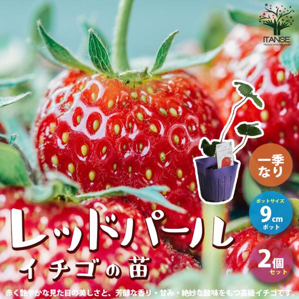 レッドパールは、赤く艶やかな見た目の美しさと、芳醇な香り、甘みが強く絶妙な酸味をもつ高級イチゴです。1993年に愛媛の生産者が「アイベリー」と「とよのか」を交配してつくった新品種のイチゴとして生まれました。一般的ないちごの2〜4倍の大きさに...