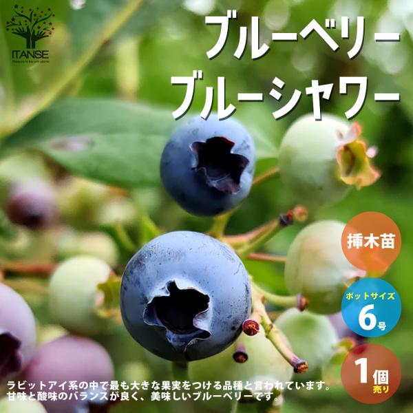 ITANSE ブルーベリーの苗木 ブルーシャワー 果樹の苗木 6号鉢 1個売り