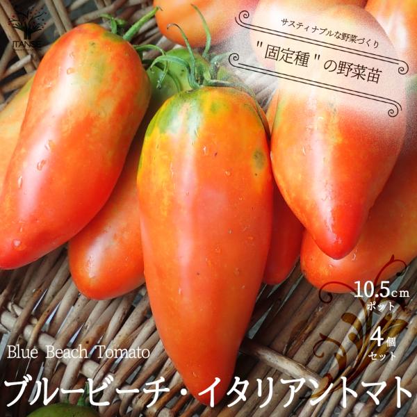 【固定種：Blue Beach Tomato の特徴】タイプ：背が高くなる果重：180〜200gで、イタリアトマトの中では大きいタイプ支柱：しっかりした支柱が安心です多収タイプで実が沢山成ります。風味は甘みとコクがあり、生食でも美味しいです...