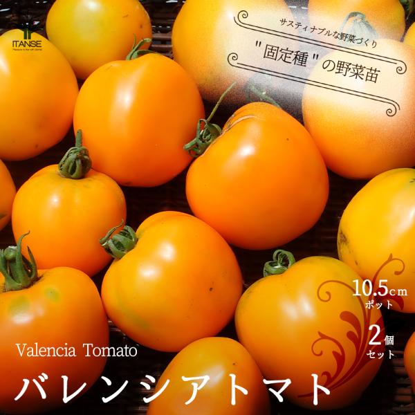 【固定種：Valencia Tomatoの特徴】●バレンシアトマト(Valencia Tomato)は、中〜大玉タイプで果重180〜250gぐらい。背が高くなる品種で1.8m程度の支柱が必要です。オレンジ色のつやつやピカピカの実が沢山成りま...
