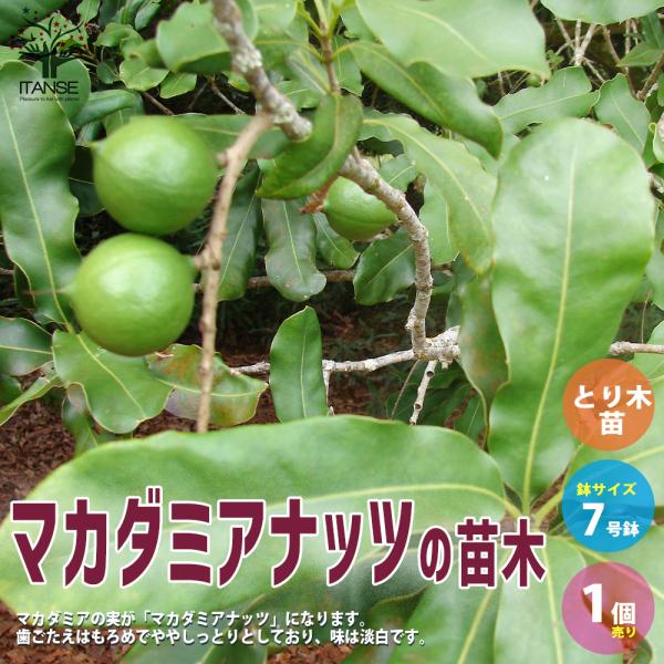 ITANSE マカダミアナッツの苗木 果樹の苗木 とり木苗 7号スリット鉢 1