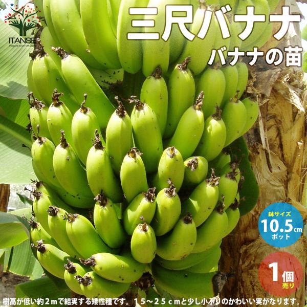 ITANSE 三尺バナナ 果樹の苗木 メリクロン苗 10.5cmポット 1個売り