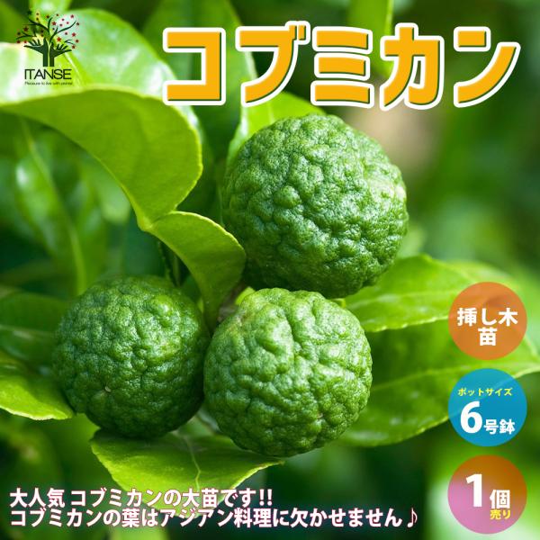 ITANSE コブミカンの苗木 果樹の苗木 挿し木苗 6号ポット大苗 Mサイズ