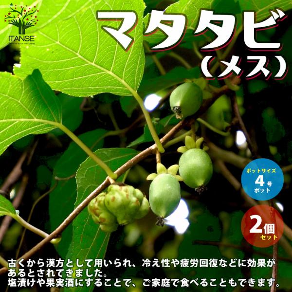 マタタビと聞くと、猫が好きというイメージが強い植物です。これは、実や枝に含まれる「マタタビラクトン」という物質が、猫に対して、ストレス解消や食欲増進などに効果があるとされている為です。マタタビの実は、古くから漢方として用いられ、冷え性や疲労...