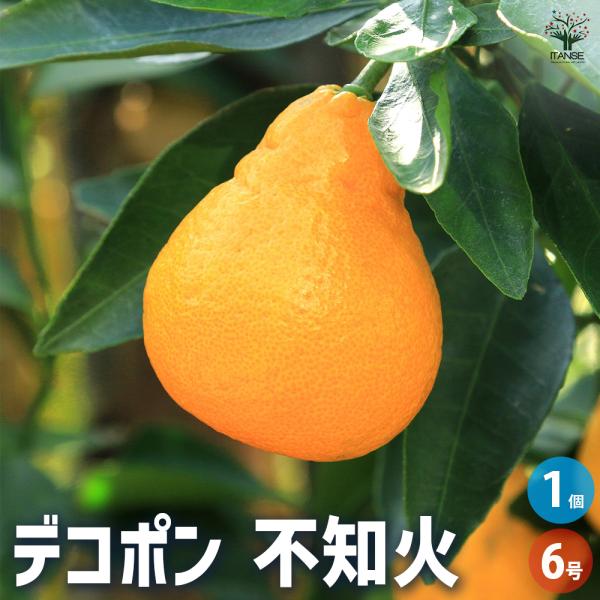 ITANSE デコポン(不知火 シラヌイ)の苗木 果樹の苗木 接木苗 6号鉢 1個