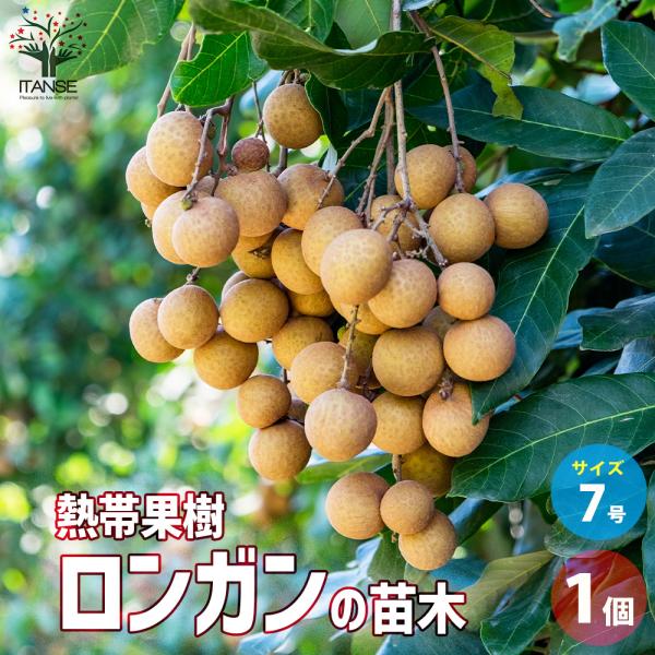 ITANSE ロンガン(竜眼・リュウガン)の苗木 果樹の苗木 7号ポット