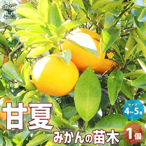甘夏蜜柑苗木 実が沢山付き 特大株 果樹 甘夏蜜柑苗木 実が付き 特大株