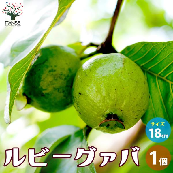 itanse_nae01816