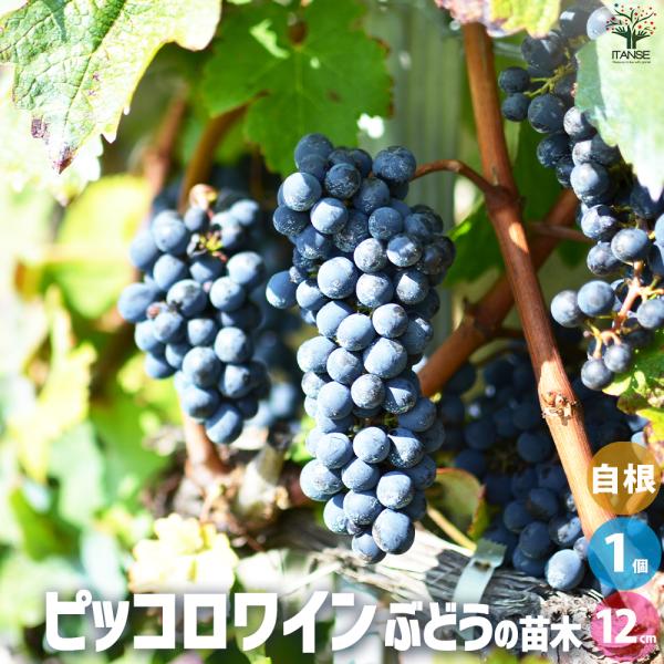 ITANSE ぶどうの苗 品種：ピッコロワイン 果樹の苗 12cmポット 1