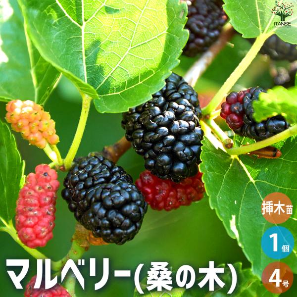 ITANSE マルベリー(桑の木) 果樹の苗木 4号ポット 挿し木苗/1個売り