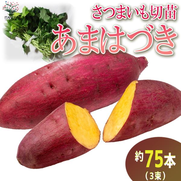 ITANSE あまはづき さつまいも切苗 野菜の苗 25本／3束/1個売り 高糖度