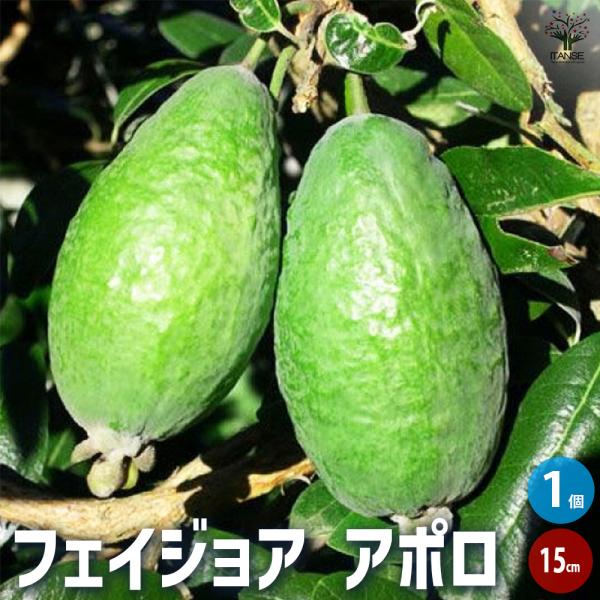 ITANSE フェイジョア アポロ 果樹の苗木 15cm 3年生 挿し木苗/1個売り