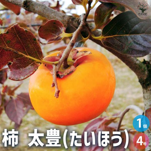 ITANSE 柿 太豊 果樹の苗木 4号 1年生 接木苗/1個売り カキノキ 干し柿
