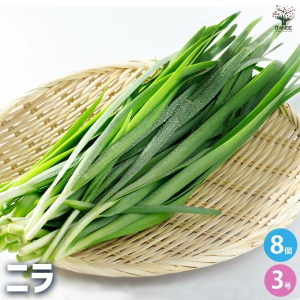 【品種の特徴】 ニラとは、ネギ属の野菜です。 一般的な品種と比べ葉幅が広く、葉揃いも良いのが特徴です。 本格的な収穫は2年目以降で、同じ株から何度も収穫できる強い生命力を持ち、多いものは年に3〜4回収穫することができます。 【検索キーワード...