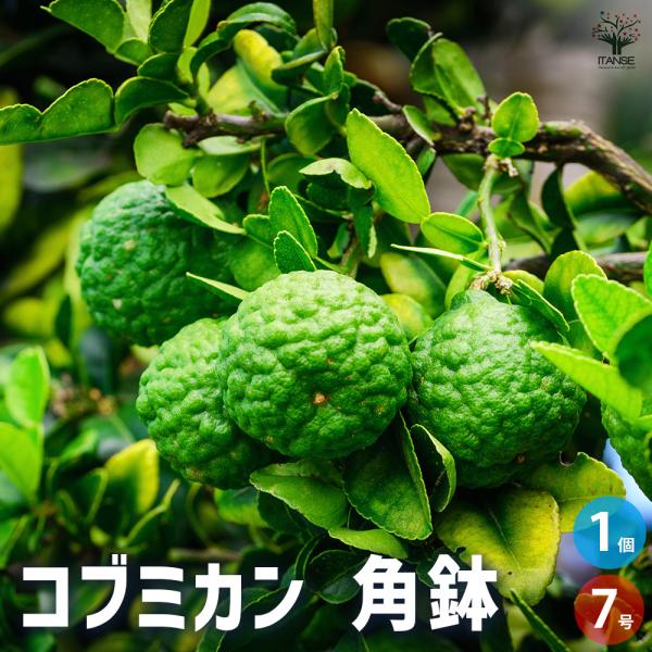 みかん7個 ITANSE みかんの苗木 果樹の苗木 7号角鉢/1個売り ミカン苗