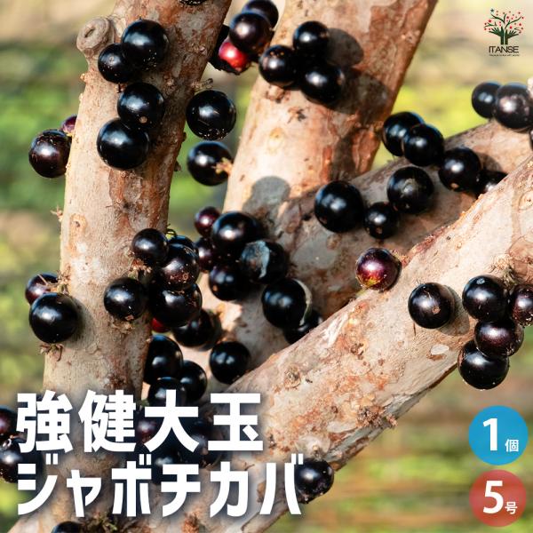 ITANSE ジャボチカバの苗木 強健大玉ジャボチカバ 果樹の苗木 5号