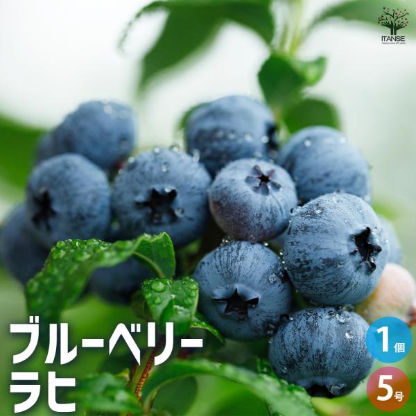 【品種の特徴】ラヒとは、まるで生クリームのような濃厚な甘さが特徴のラビットアイ系のブルーベリー品種です。中〜大粒程度の果実は白みがかり、硬めでパリッとした食感が楽しめます。ブルームとよばれる果実表面の白い粉が多いため、他の品種に比べて日持ち...