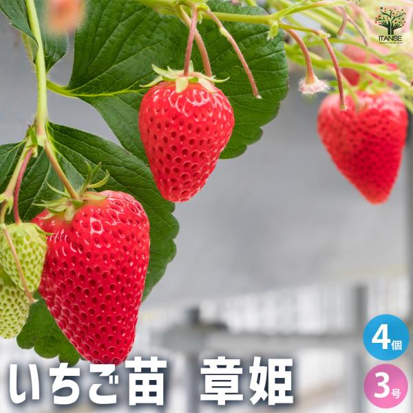 【品種の特徴】章姫(あきひめ)とは、静岡県生まれのいちご品種です。酸味が穏やかで甘味の強い、縦長で少し細身の果実が特徴です。実色はやや薄めで、やわらかめの果実は口当たりがなめらかです。酸味が苦手な方や、お子様でも食べやすい味わいです。生食の...