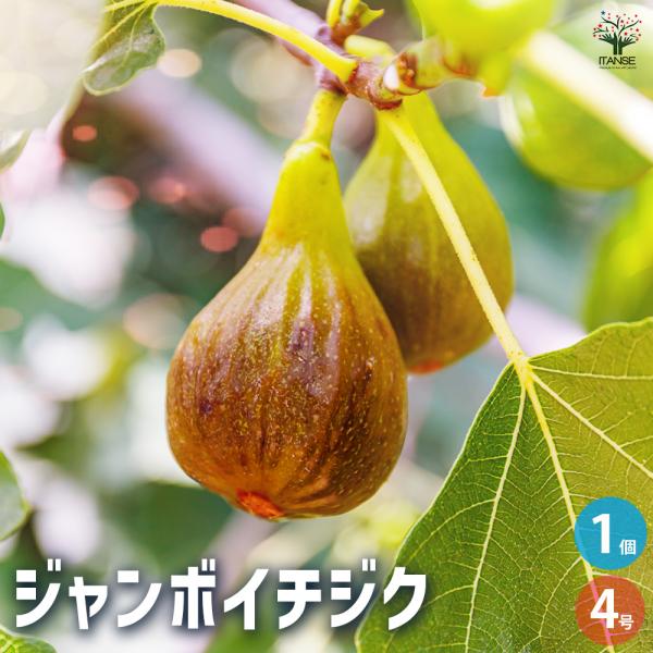 イチジク苗木4個セット イチジク苗木4個セット