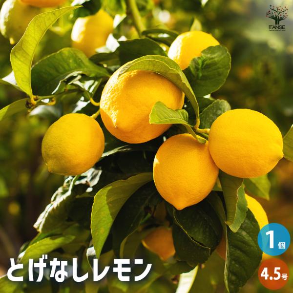 レモンの苗木 とげなしレモン 果樹の苗木 4.5号ポット/1個売り レモン